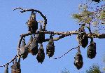 murciélagos_en_un_árbol_150