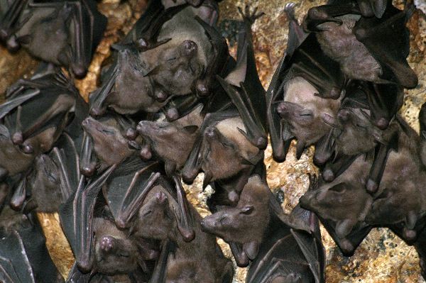 Colony of Bats Inside A Cave