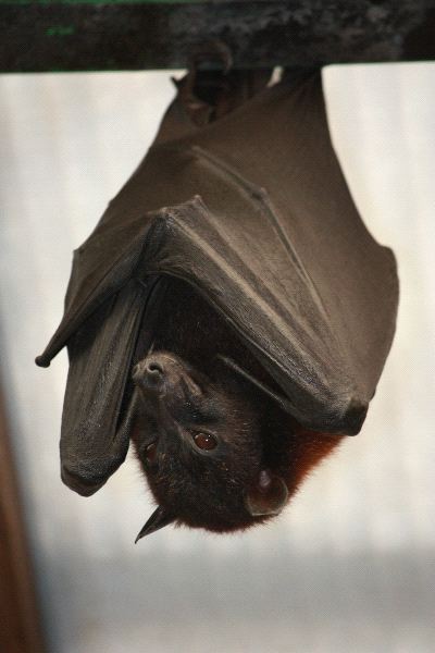 Large Giant Golden Crowned Flying Fox