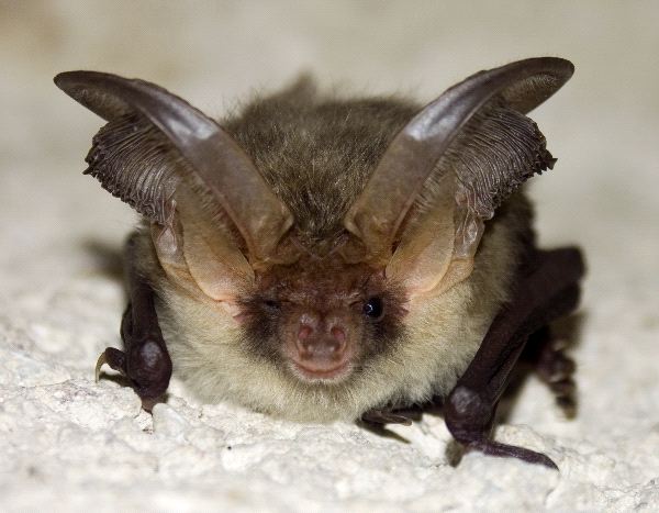 Rare Brown Long-Eared Bat
