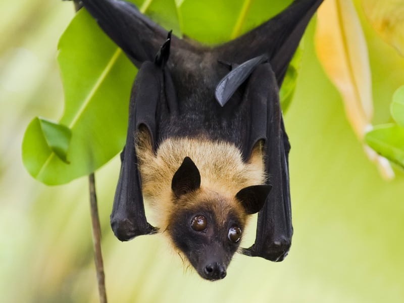 Types of fruit bats.