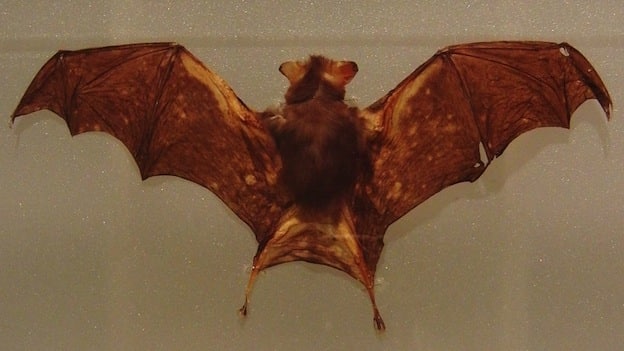 kitti-s-hog-nosed-bat-or-bumblebee-bat-bat-facts-and-information