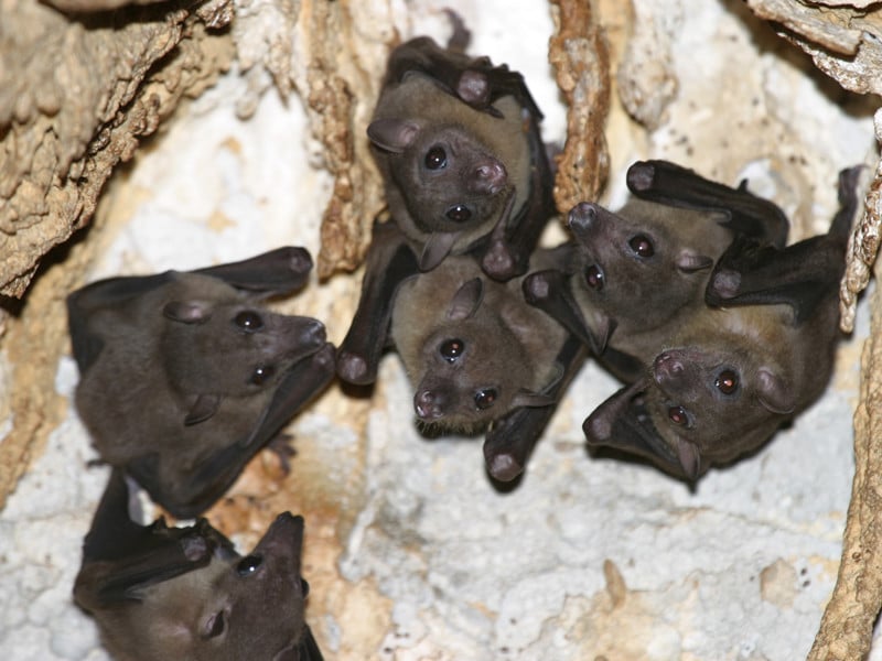 Habitat of bats.