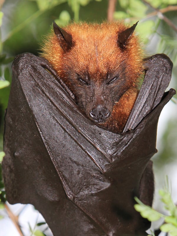 Characteristics of Giant golden-crowned flying fox.