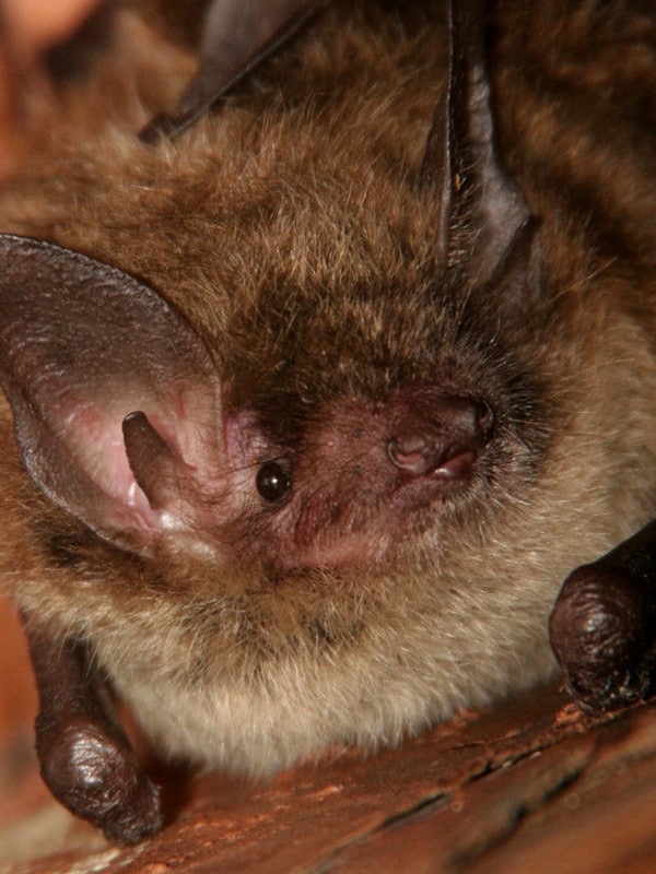 Characteristics of little brown bat.