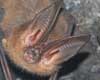 bat information