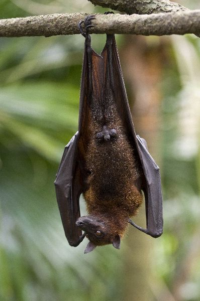 A Flying Fox Hangs Upside Down From A Branch - Bat Facts and Information