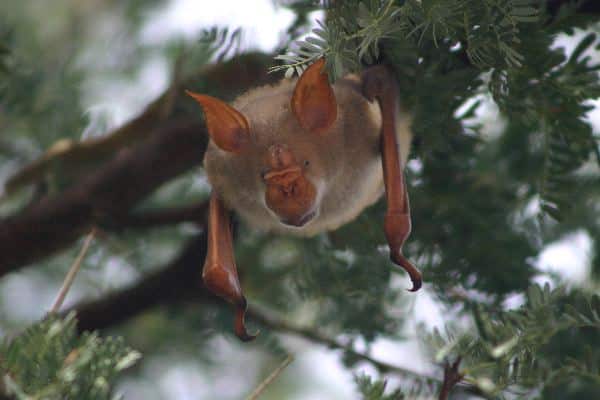 Rare Bat With Big Ears