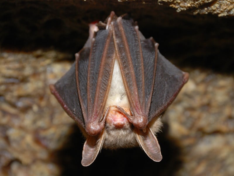 Information about bats.