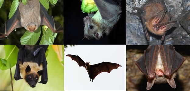 bat_species_624