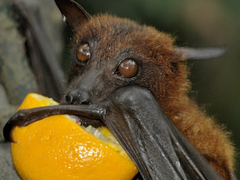 Diet of bats.