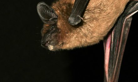 Bat Echolocation