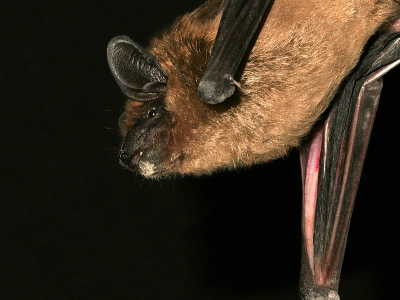 Bats and Echolocation.