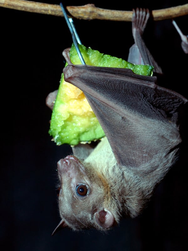 egyptian fruit bat baby