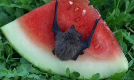 Bat Feeding