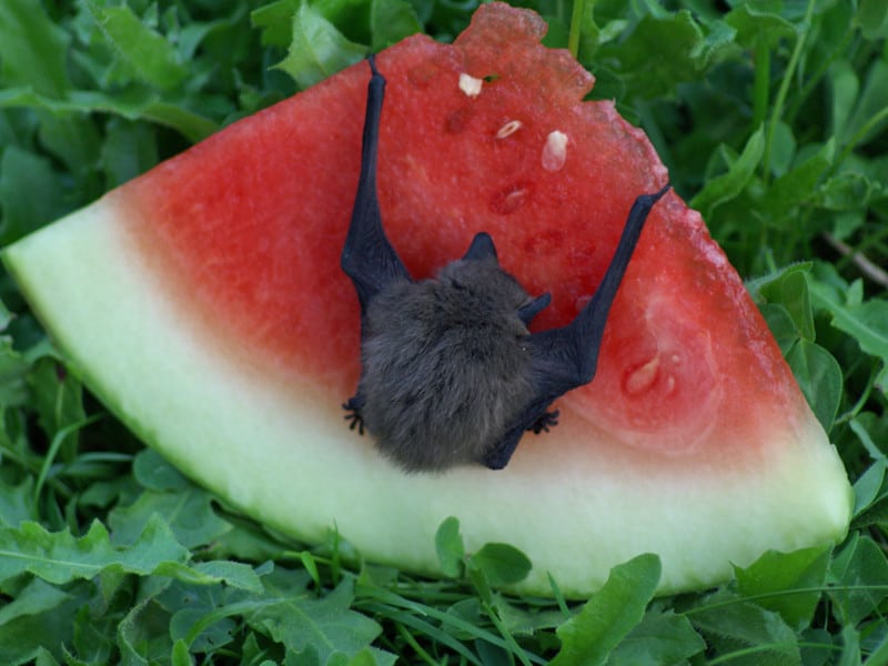 Bat feeding fruit.
