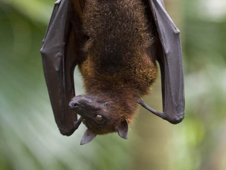 Fruit Bat