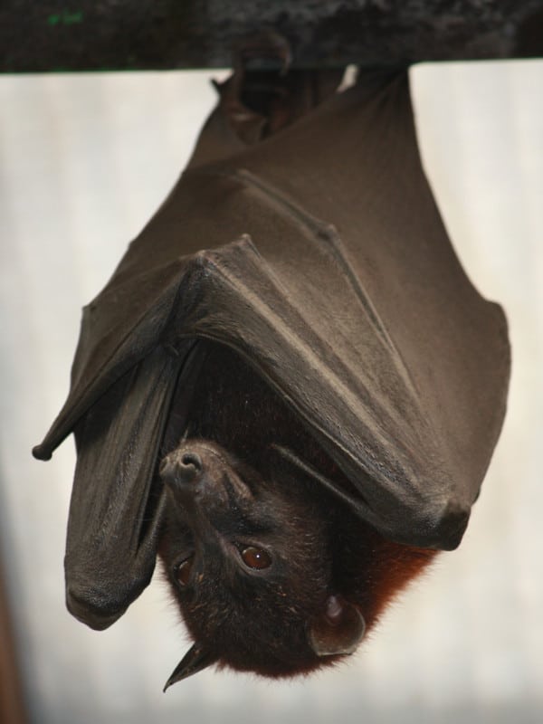 Characteristics of fruit bats.