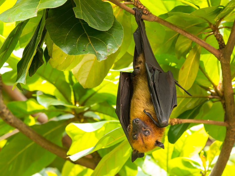 giant fruit bat baby