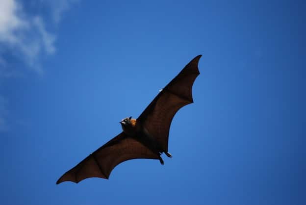 Giant Golden-Crowned Flying-Fox - Bat Facts and Information