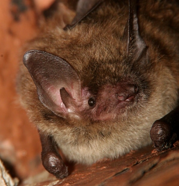 Although the scientific name of the Little Brown Bat, Myotis lucifugus ...