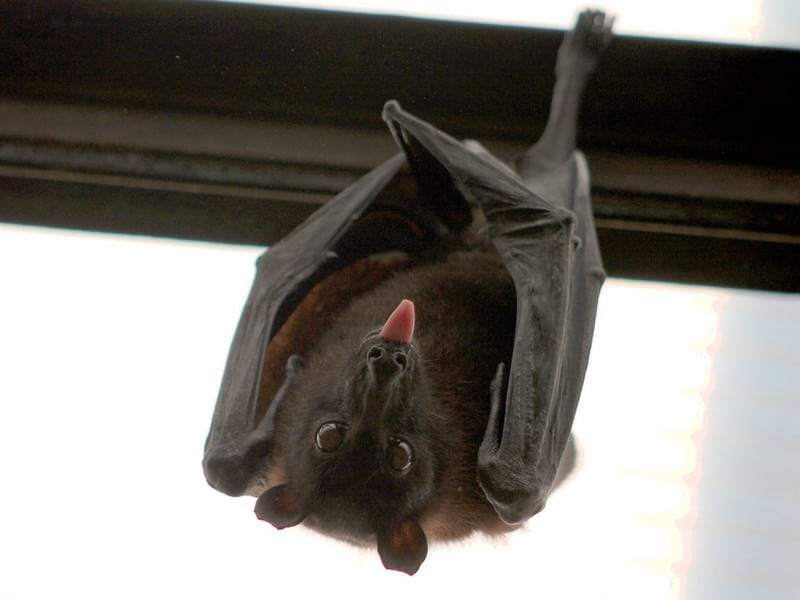 Reproducción de los murciélagos.