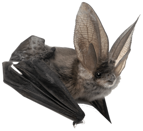 Bat Facts