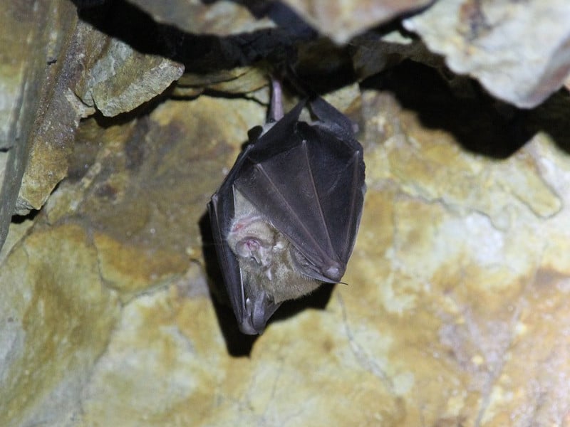 Bat species.