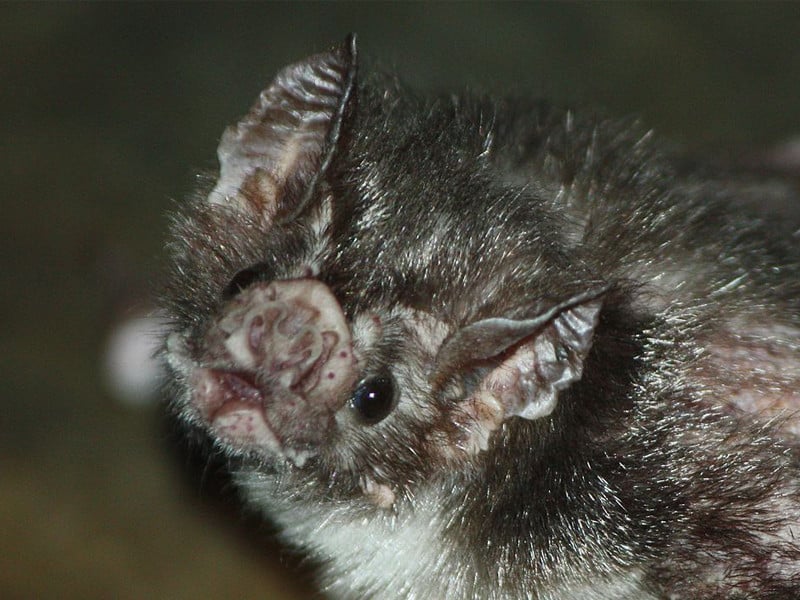 do vampire bats use echolocation