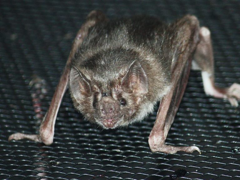 Vampire Bat