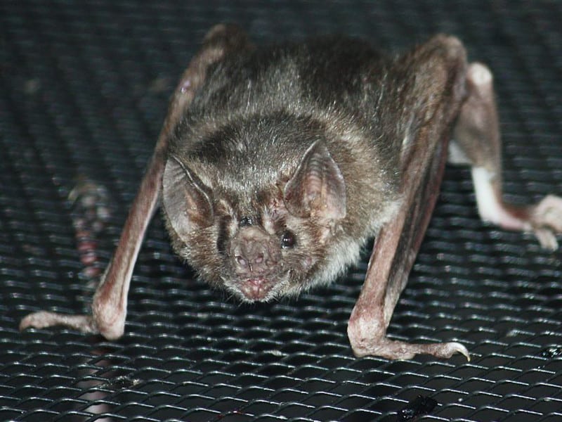Facts about vampire bat.
